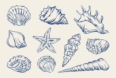 Mürekkeple çizilmiş deniz kabuğu eli. Deniz kabuklarının vektör çizimi. Yaz tatili için karalama kabukları, poster, menü, pankart. Yaz tasarımı için tropikal deniz kabuğu koleksiyonu.
