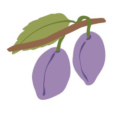 Erik vektörü çizimi. Sonbahar hasadından taze erikler. Beyaz arkaplana basit vektör illüstrasyonunu ekler.