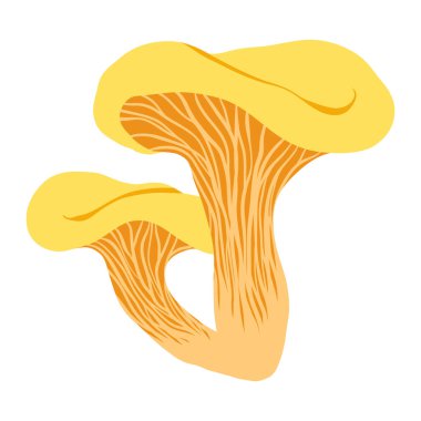 Bal mantarı. Orman mantarları. Yenilebilir sarı mantar. Düz çizgi film, beyaz arka planda basit bir sonbahar bitkisi besin çizimi.