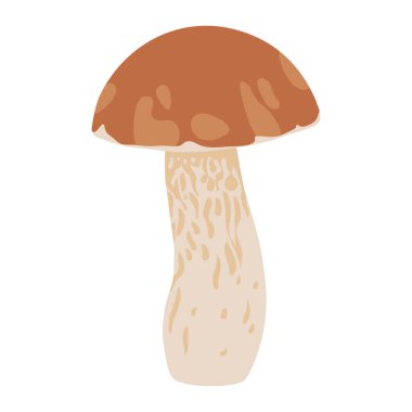 Birch bolete mantarı. Boletus vektör çizimi. Yenilebilir mantar. Sonbahar ormanı mantarı körüklüyor. Düz çizgi film, beyaz arka planda basit bir sonbahar bitkisi besin çizimi.