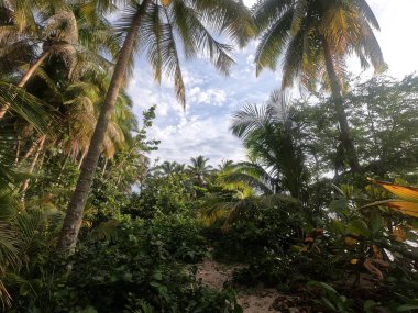 Hacia Playa Estrella desde Boca del Drago