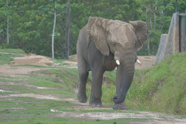 大亚洲象在草地上行走 — 图库照片