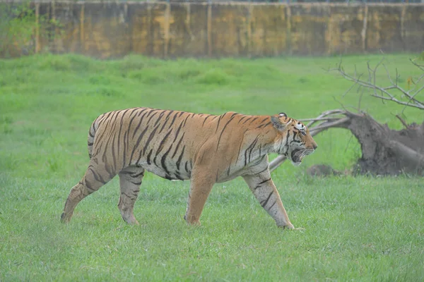 Tigre Bosque —  Fotos de Stock