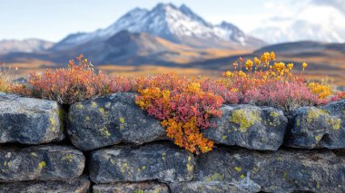 Selective focus on foreground, layered rocks with colorful moss and background, out of focus snowcapped Kopren summit in the background --no text --chaos 30 --ar 16:9 --style raw --stylize 750 --v 6.1 Job ID: 7688cfa0-4d64-4c8d-8c45-5fef51fd2d29 clipart