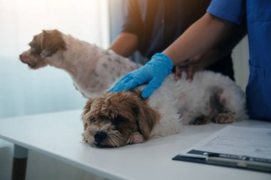 Modern bir veteriner kliniğinde bir Panshi Tzu yavrusu muayene masasına oturur. Bu arada