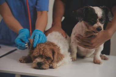 Modern bir veteriner kliniğinde bir Panshi Tzu yavrusu muayene masasına oturur. Bu arada