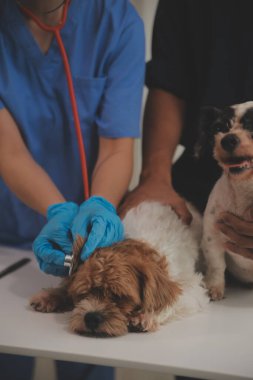 Modern bir veteriner kliniğinde bir Panshi Tzu yavrusu muayene masasına oturur. Bu arada