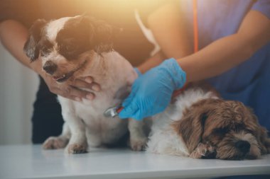 Modern bir veteriner kliniğinde bir Panshi Tzu yavrusu muayene masasına oturur. Bu arada