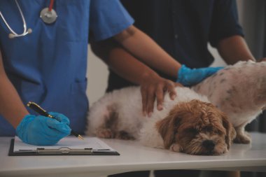 Modern bir veteriner kliniğinde bir Panshi Tzu yavrusu muayene masasına oturur. Bu arada, bir kadın veteriner, 
