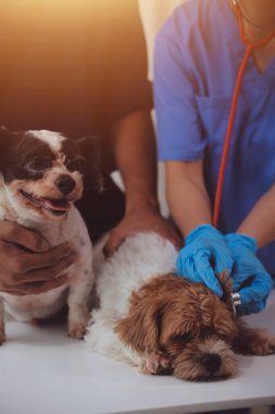 Modern bir veteriner kliniğinde bir Panshi Tzu yavrusu muayene masasına oturur. Bu arada, bir kadın veteriner, 