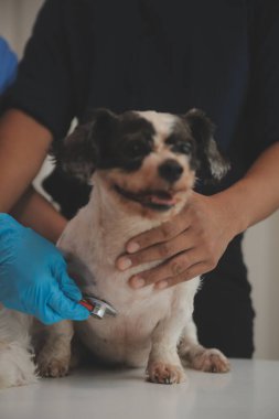 Modern bir veteriner kliniğinde bir Panshi Tzu yavrusu muayene masasına oturur. Bu arada, bir kadın veteriner, 