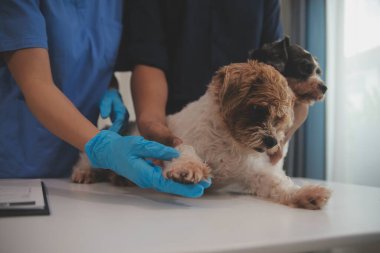 Modern bir veteriner kliniğinde bir Panshi Tzu yavrusu muayene masasına oturur. Bu arada, bir kadın veteriner, 