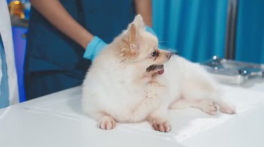 Köpek veteriner kliniğinde..