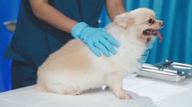 Güzel hasta veteriner köpeği ameliyat için veteriner kliniğinde.