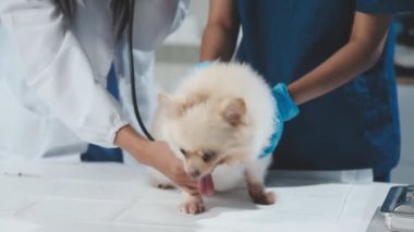 Köpek veteriner kliniğinde.