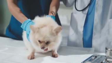Veteriner kliniğinde veteriner, şirin küçük bir köpek.