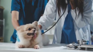 Veteriner kliniğindeki şirin köpek.
