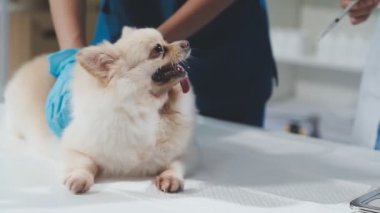 tatlı köpeğe veteriner