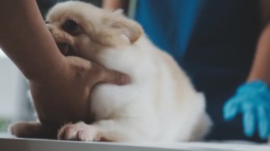 Köpek veteriner kliniğinde..