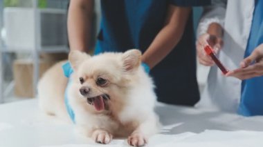 Klinikte veteriner köpeği muayene ediyor.