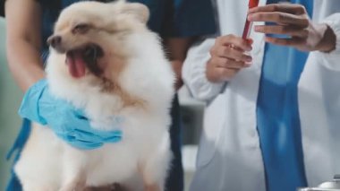 Veteriner kliniğinde veteriner.