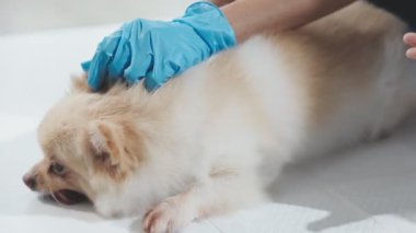 Köpek veteriner kliniğinde elini tutarak masanın üzerinde yatıyor. Veterinerlik konsepti. evcil.