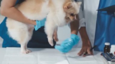 Klinikteki veteriner. Köpekli veteriner.