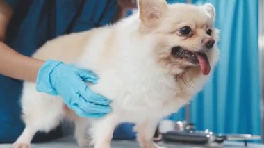 köpek veteriner Kliniği