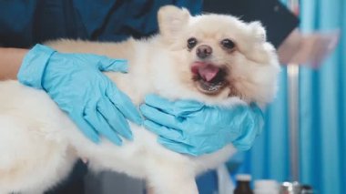 Veteriner doktor veteriner kliniğinde köpeği muayene ediyor. Evcil hayvan. seçici odak.