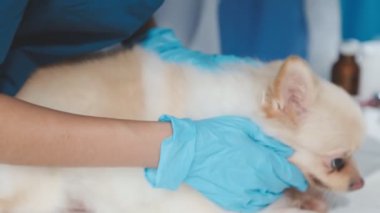 Köpek veteriner Kliniği