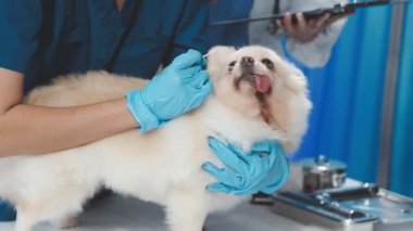 Köpek veteriner kliniği için hazırlanıyor.