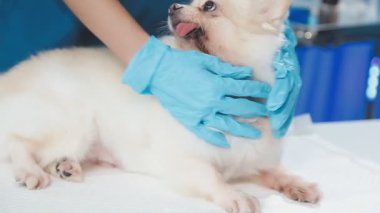 Veteriner kliniğindeki köpek. Kapatın.