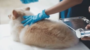Veteriner veteriner veteriner kliniğinde bir kedinin köpeğini kontrol ediyor..