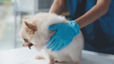 Veteriner kliniğindeki sevimli köpek..