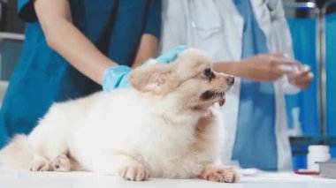 Şirin veteriner veteriner veteriner kliniğinde bir köpeği muayene ediyor.