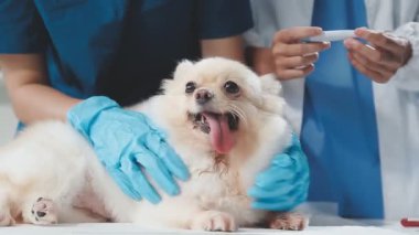 Köpek veteriner kliniğinde.