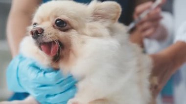 Pomeranian köpeği sahibini bekliyor..