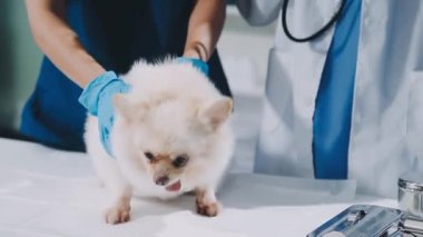 Veteriner köpeğin köpeğini muayene ediyor.