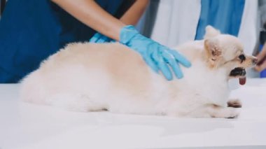 Veteriner köpeği veteriner kliniğinde hasta iğneyi inceliyor.
