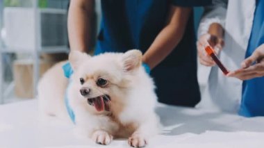 köpek veteriner Kliniği