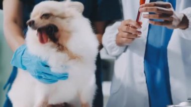 Veteriner köpeği incelenmesi