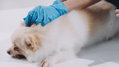Veteriner veteriner veteriner kliniğinde şirin bir köpeği muayene ediyor.