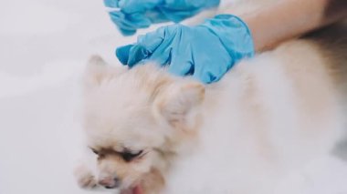 Veteriner klinikteki veterinerin köpeğini muayene eder.