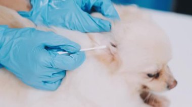Veteriner köpeği veteriner kliniğinde şırıngayla muayene ediyor.