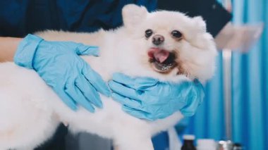 Klinikte bir köpeği muayene eden veteriner..