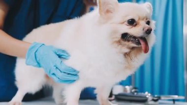 Klinikte köpekli veteriner.