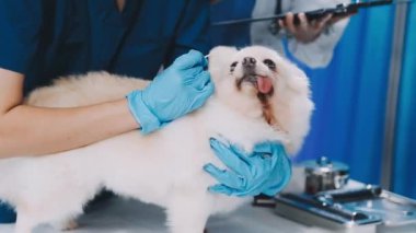 Köpek veterinerde bir evcil hayvandır.