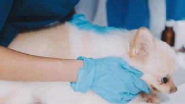 Klinikteki kadın veterinerin köpeği muayene edişine yakından bakın.