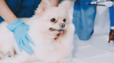 Pomeranya köpeği veteriner kliniğinde.