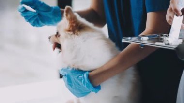 Veteriner köpeği veteriner kliniğinde muayene ediyor..